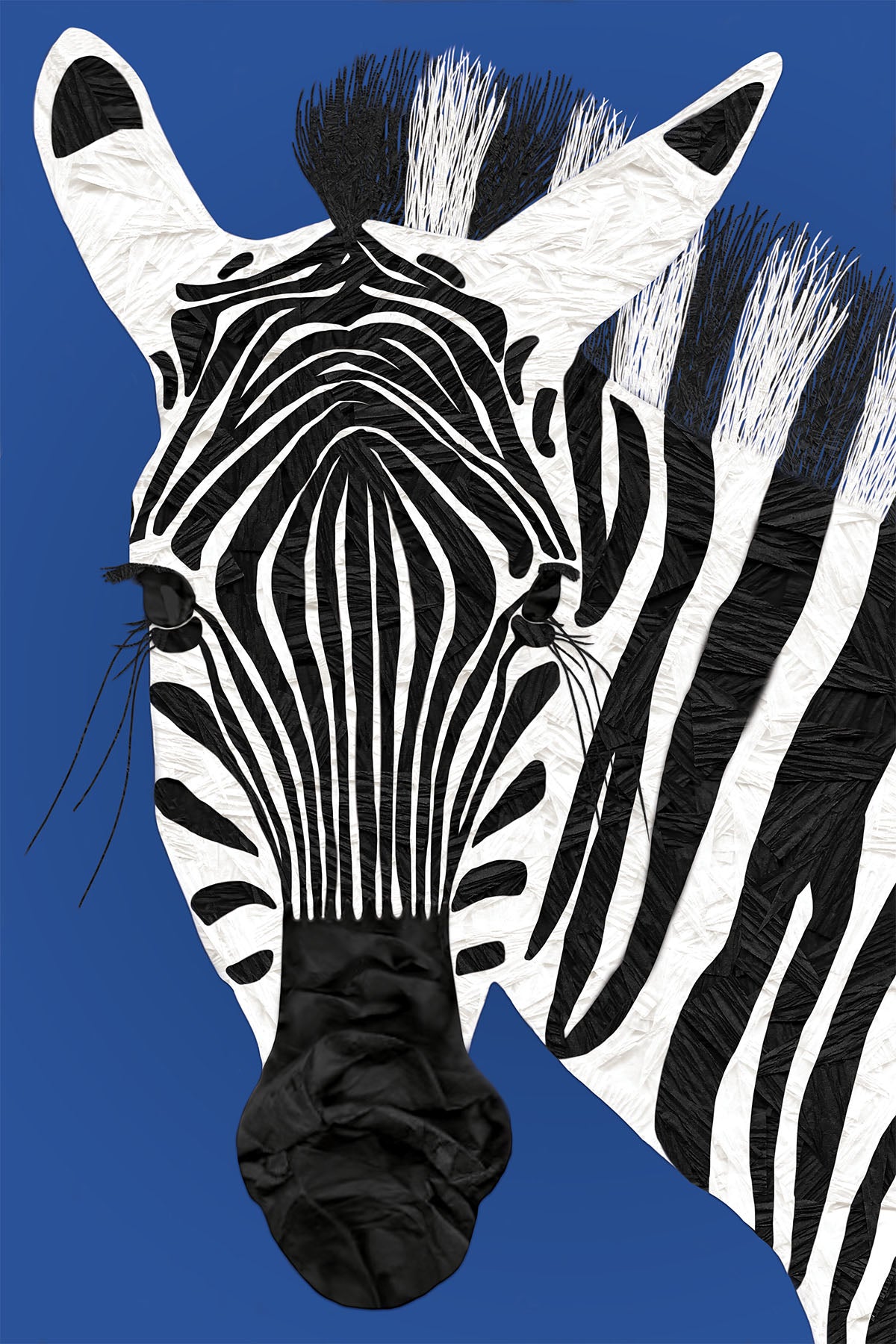 Zebra in Deep Blue background - Vibrant Digital Collage with handcrafted Paper textures - Circus Collection by Nathalie Boyer -